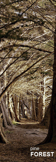 Kotagiri Pine Forest