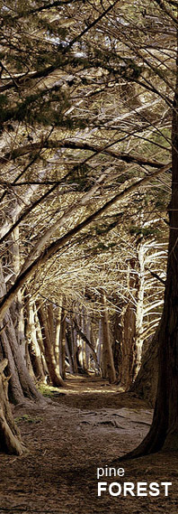 Ooty Pine forest Kotagiri Pine Forest