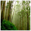 Ooty Holiday Package Honeymoon in kotagiri